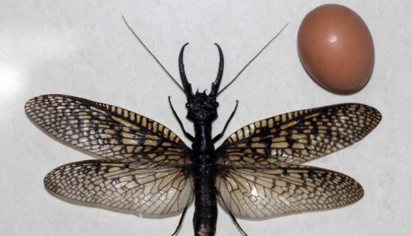 Самые большие насекомые в мире: мегалоптера и одонаты