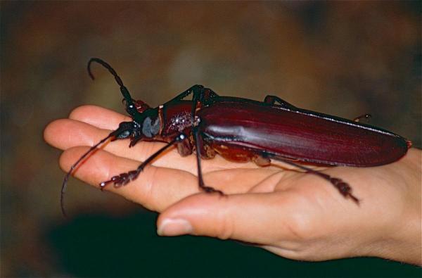 Самые большие насекомые в мире - жесткокрылые