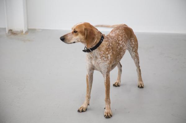 Самые популярные породы американских собак - 4. Американский английский Coonhound