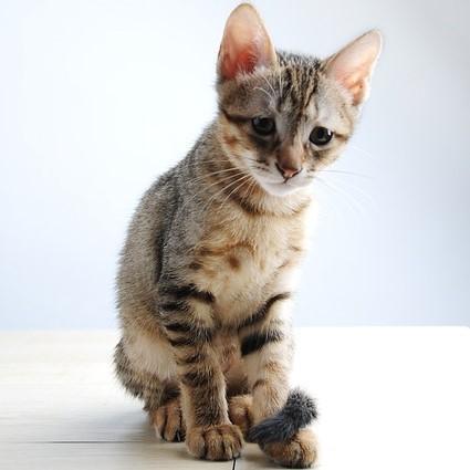 Щетки для короткошерстных кошек