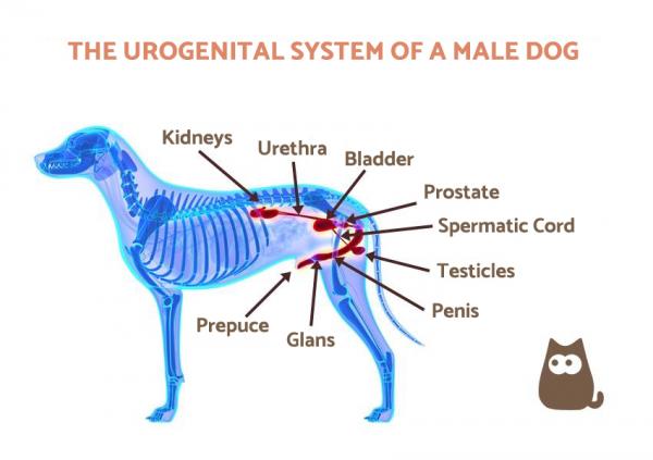 Симптомы рака простаты у собак: что такое простата и что она делает?