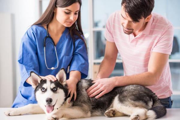 Симптомы рака простаты у собак