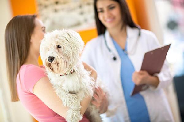Симптомы рака предстательной железы у собак: как предотвратить рак простаты у собак
