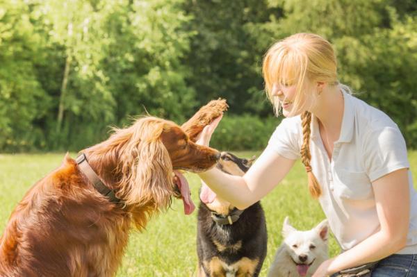 Создайте позитивный распорядок дня для вашей собаки: навыки, тренировки и умственная стимуляция для собак