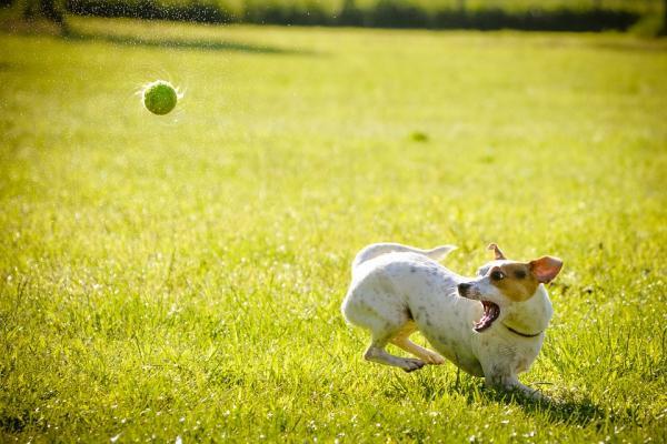 Создайте позитивный распорядок дня для своей собаки: позвольте своей собаке играть каждый день