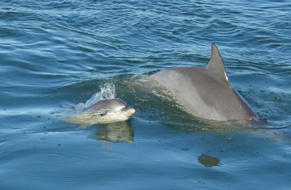Спаривание и размножение дельфинов