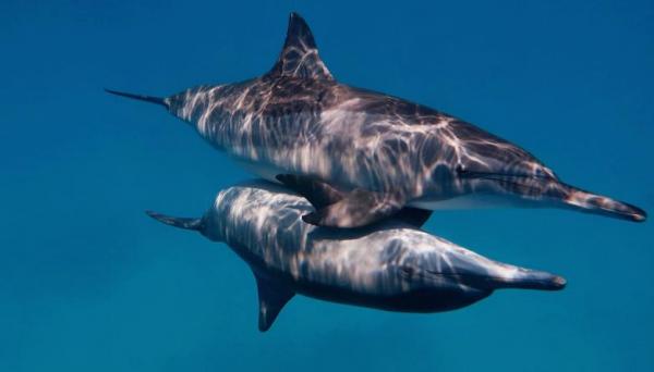 Спаривание и размножение дельфинов: как размножаются дельфины?