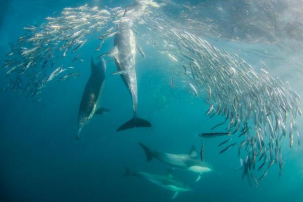 Спаривание и размножение дельфинов: что едят дельфины?