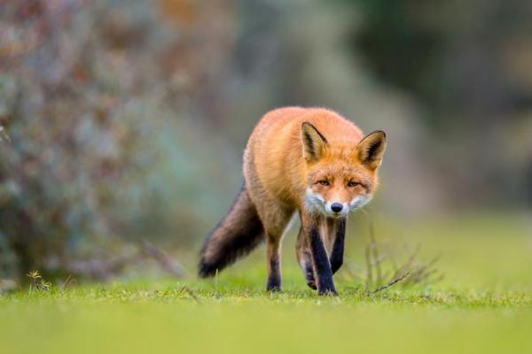 Список различных видов лис: лисица обыкновенная или рыжая лисица (Vulpes vulpes)