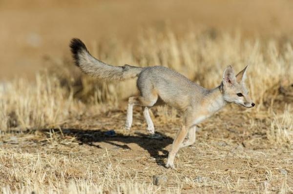Список различных видов лис - Kit fox (Vulpes macrotis)