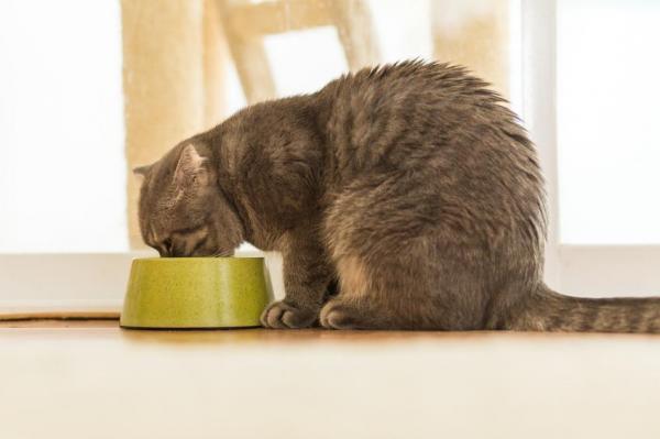 Сыроедение для кошек: как кормить кошку сыроедение