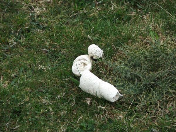 Типы собачьей кормы и что они означают: белая собачья корма