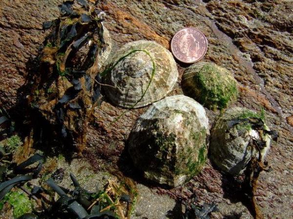 Виды улиток - морских и наземных - 2. шаровые опоры