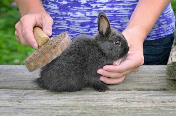 Трихобезоары у кроликов: как предотвратить выпадение шерсти у кроликов
