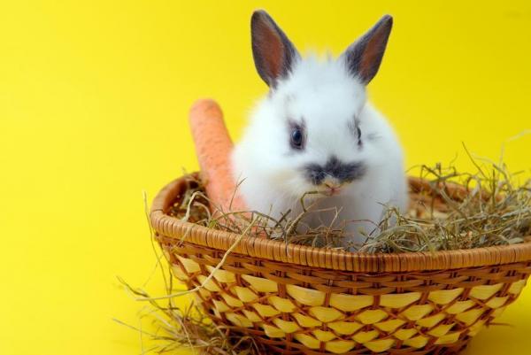 Трихобезоары у кроликов: какая диета лучше всего подходит для профилактики трихобезоаров?