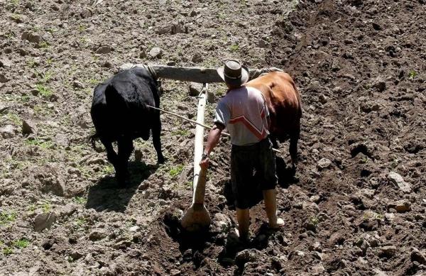 В чем разница между быком и быком? - Разница между быком и быком