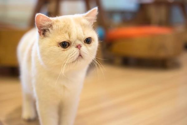 Вестибулярная болезнь у кошек: симптомы, причины и лечение