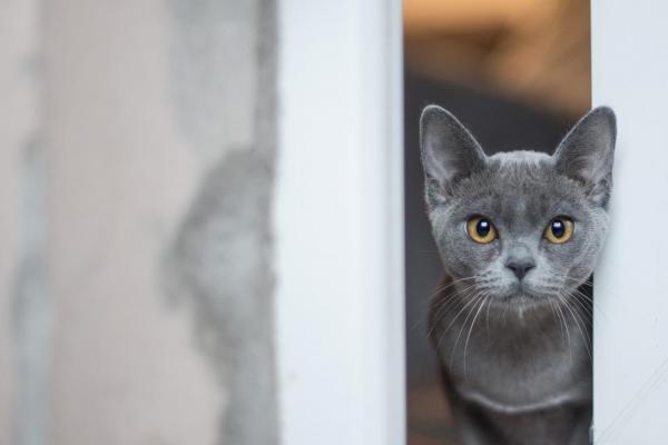 Вестибулярная болезнь у кошек. Симптомы, причины и лечение. Вестибулярная болезнь у кошек: симптомы