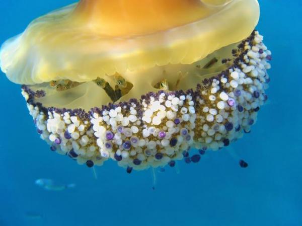 Виды медуз: названия и характеристики