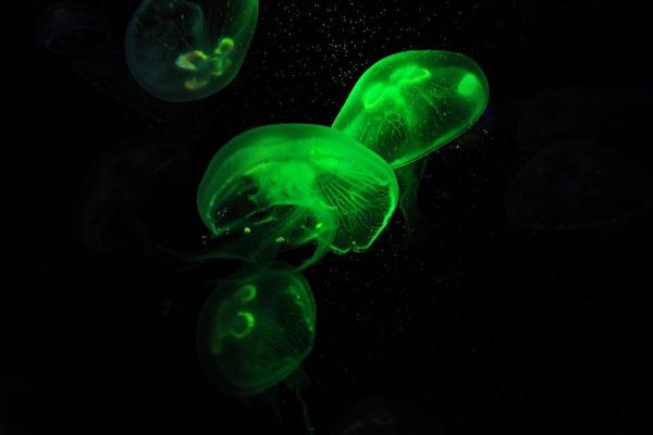 Виды медуз: названия и особенности: что едят медузы?