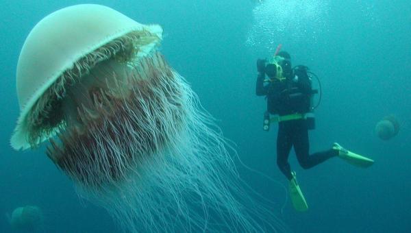 Типы медуз. Названия и характеристики. Крупные медузы