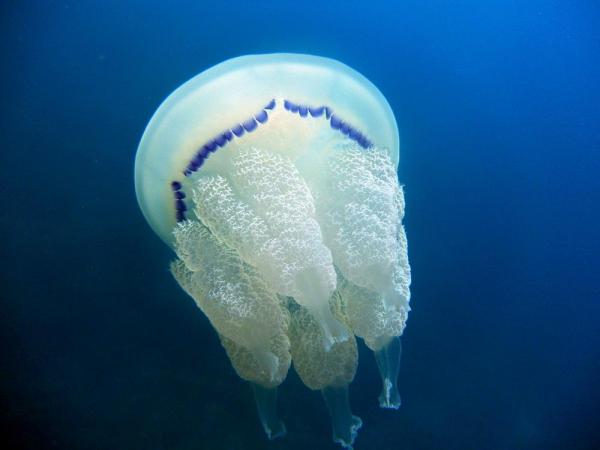 Типы медуз. Названия и характеристики. Типы медуз. Средиземноморье