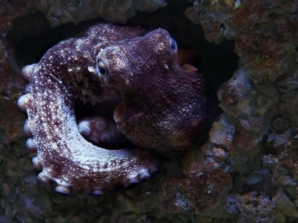 Виды моллюсков - Характеристика и примеры - 8. Осьминог обыкновенный (Octopus vulgaris)