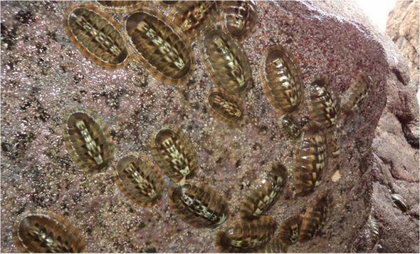 Виды моллюсков - Характеристика и примеры - 3. Морской таракан (Chiton articulatus)