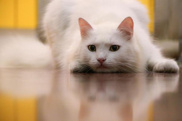 Уход за белой кошкой - No Albino - Белые кошачьи глаза
