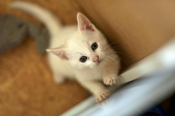 Уход за белой кошкой - No Albino - Глухота у белых и белых кошек