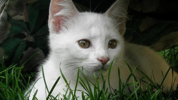 Уход за белой кошкой - No Albino - Уход за кожей белой кошки