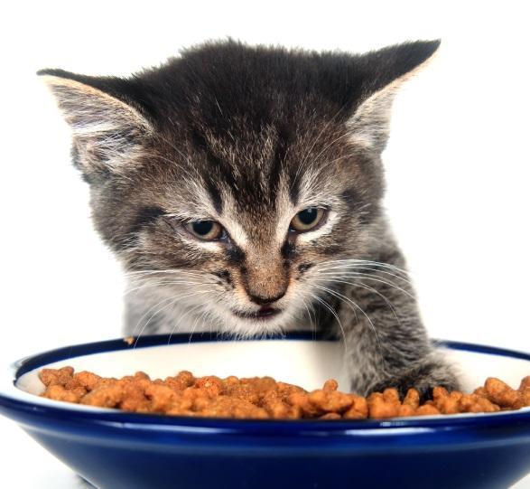 Запрещенная еда для кошек