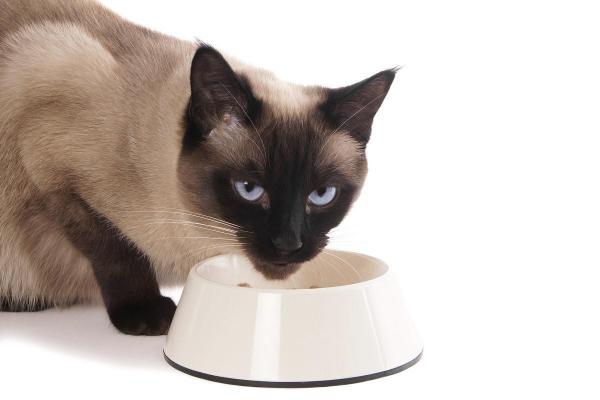 Запрещенная еда для кошек: что не может съесть ваша кошка