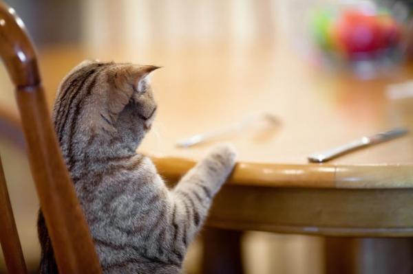 Запрещенная еда для кошек: другие вещи, чтобы рассмотреть для диеты кошки