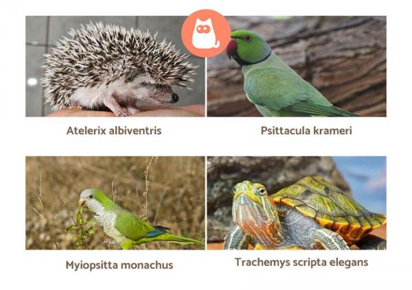 Животные, которые не должны быть домашними животными: экзотические животные, которых нельзя держать в качестве домашних животных