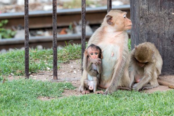 10 местных обезьян из Индии - С фотографиями - Nicobar Monkey