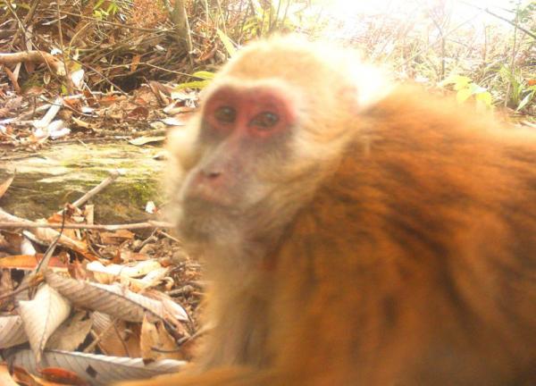 10 местных обезьян Индии - с фотографиями - Macaco Arunachal