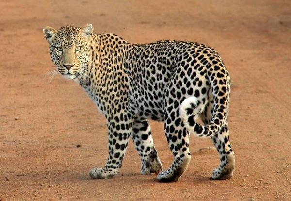 10 самых одиноких животных в мире: леопарды