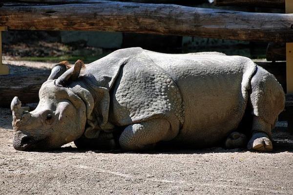 10 самых одиноких животных в мире - черный носорог