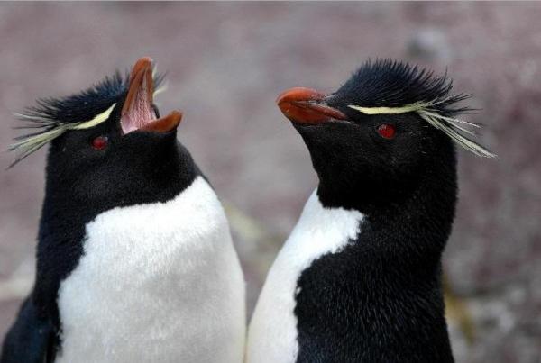 10 самых верных животных своим спутникам: желтый хохлатый пингвин
