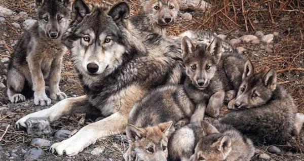 10 самых верных животных своим спутникам - серый волк