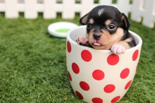 10 вещей, которые вы не знали о чихуахуа - 6. Это самая маленькая собака в мире