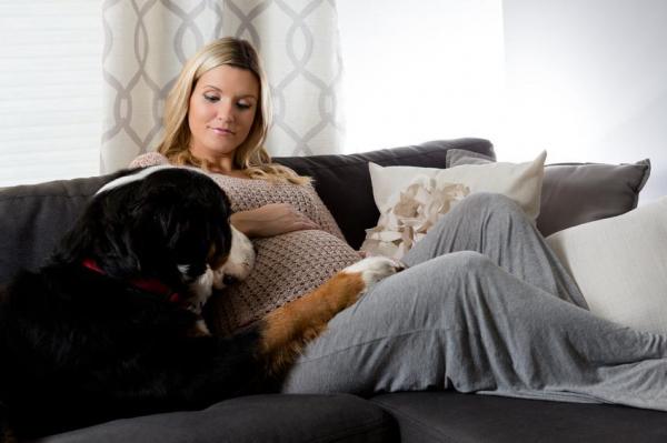 11 вещей, которые собаки могут предсказать - 3. Беременность