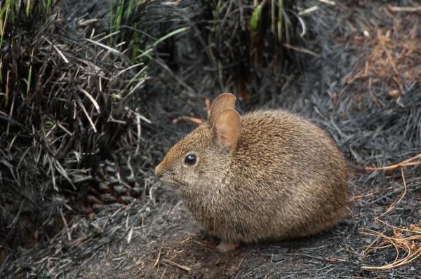 12 находящихся под угрозой исчезновения животных в Мексике - 11. Кролик Вулкан
