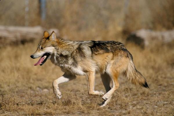 12 находящихся под угрозой исчезновения животных в Мексике - 3. Мексиканский серый волк