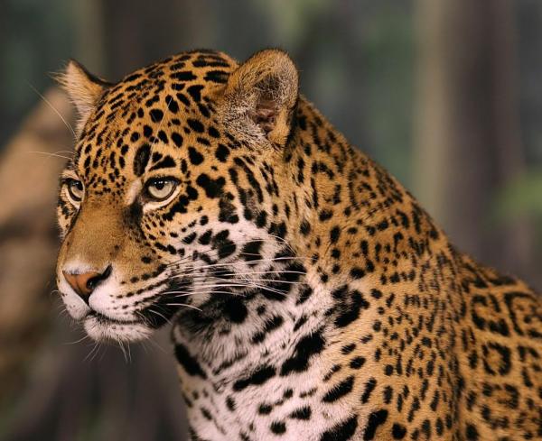 12 животных в опасности вымирания в Мексике - 7. Ягуары