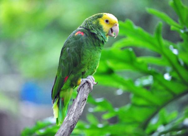 12 находящихся под угрозой исчезновения животных в Мексике - 9. Желтоголовый попугай