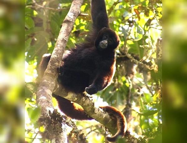 12 находящихся под угрозой исчезновения животных в Перу - 3. желтохвостая шерстистая обезьяна