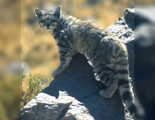 12 животных в опасности исчезновения в Перу - 4. Андский кот