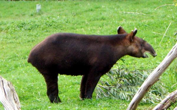 12 исчезающих животных в Перу - 7. Горный тапир